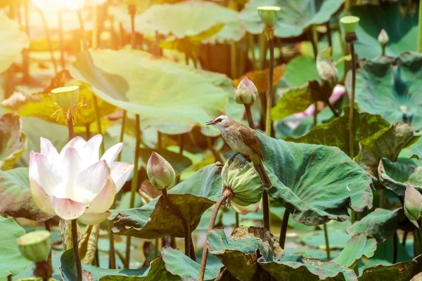Flor de lótus florescendo na fazenda, Tailândia . — Fotografia de Stock