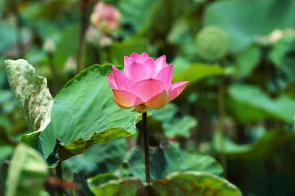 Fioritura fiore di loto in azienda, Thailandia . — Foto Stock