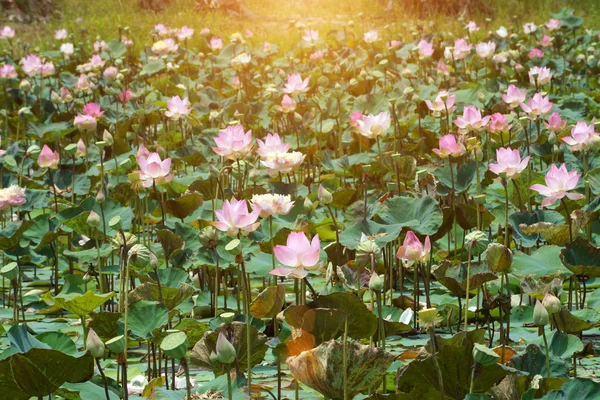 Flor de lótus florescendo na fazenda, Tailândia . — Fotografia de Stock