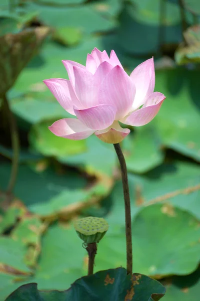 Virágzó lotus flower Farm, Thaiföld. — Stock Fotó