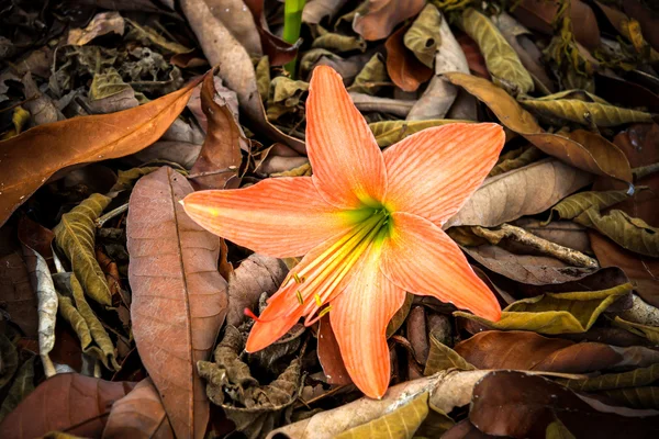 Красивые цветы Амариллиса — стоковое фото