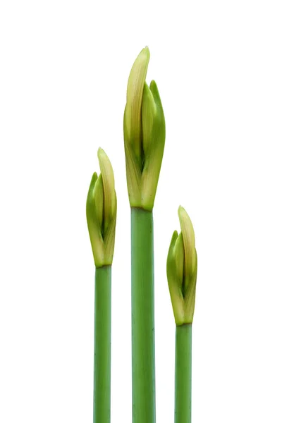 Amaryllis Bud çiçek — Stok fotoğraf