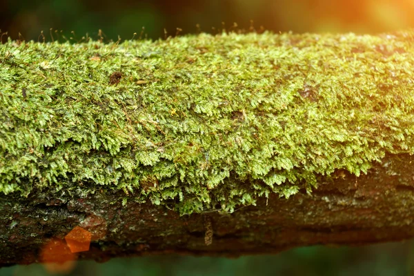 Bark and moss — Stock Photo, Image
