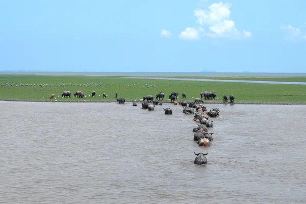 Su bufalo çim yeme yaban hayatı koruma. — Stok fotoğraf