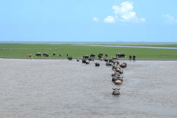 Water buffalo gras eten in natuurbehoud. — Stockfoto