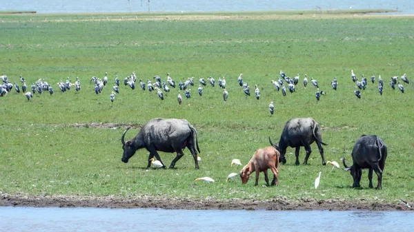 Water buffalo gras eten in natuurbehoud. — Stockfoto