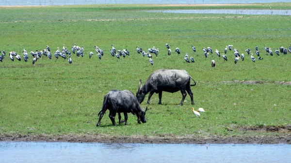 Búfalo de agua comiendo hierba en la conservación de la vida silvestre . — Foto de Stock