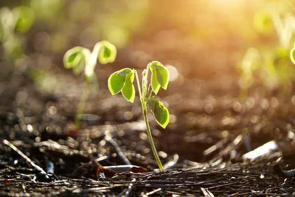 Green sprout growing from seed — Stock Photo, Image