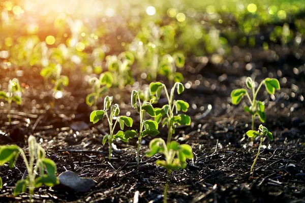 Green sprout growing from seed — Stock Photo, Image