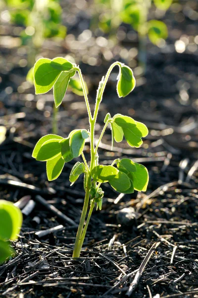 Зелена паростка, що росте з насіння — стокове фото