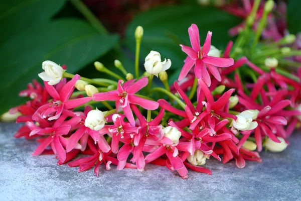 Ползучий цветок рангуна — стоковое фото