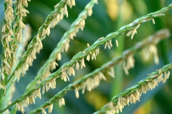 Corn flower. — Stock Photo, Image