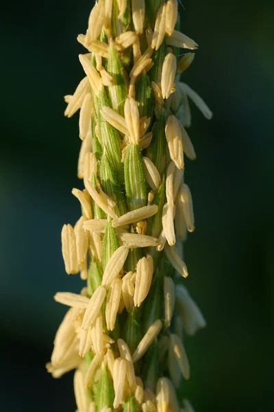 Makró kukorica virág. — Stock Fotó