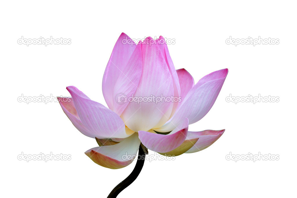 Floraison Fleur De Lotus à La Ferme Thaïlande
