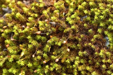 Bu bağırmak ve yosun