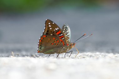 ortak şatafatlı baron kelebek.