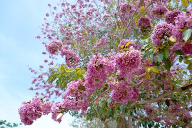 Pink trumpet tree flower blooming clipart