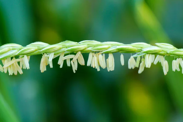 Makro kukurydziany kwiat. — Zdjęcie stockowe