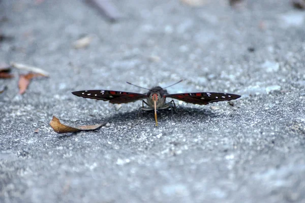 일반적인 화려한 바론 나비. — 스톡 사진