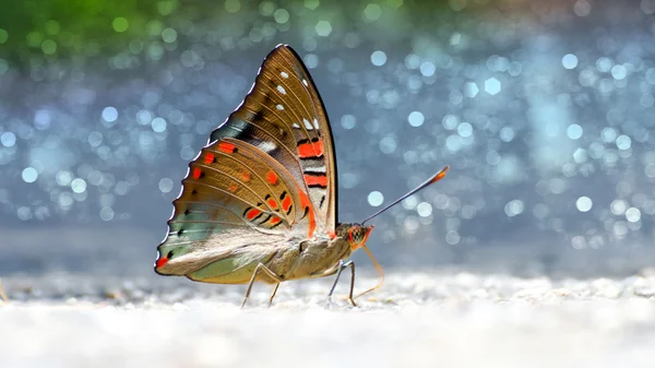 Společné křiklavý baron motýl. — Stock fotografie