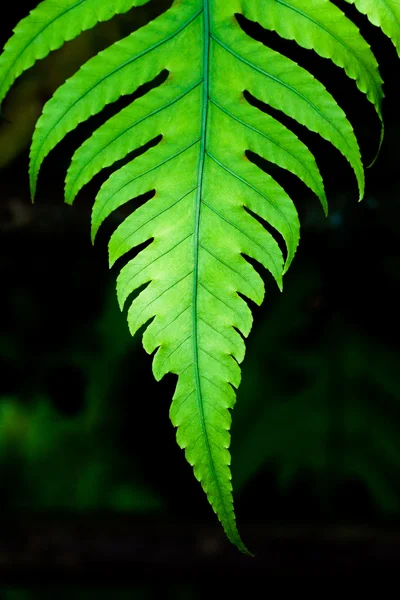 В лесу листья папоротника — стоковое фото
