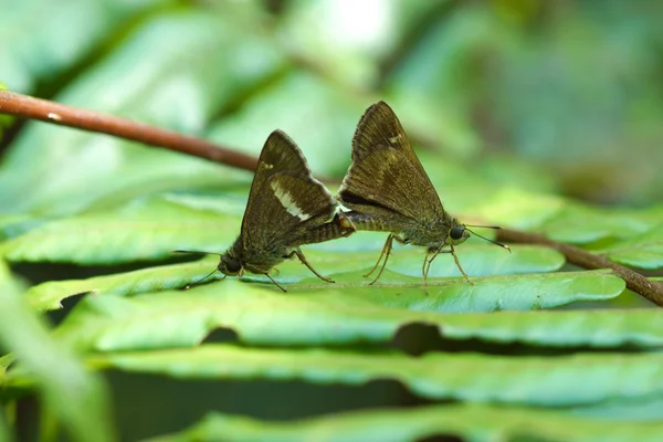 Breeding butterflies — Stock Photo, Image