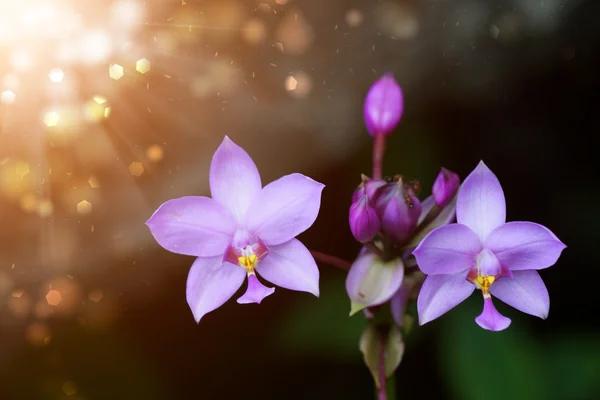 Marken orkidéer blomma — Stockfoto