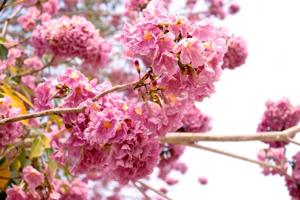 Pembe trompet ağaç çiçek çiçeklenme — Stok fotoğraf