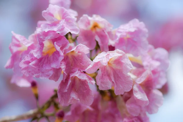 Flor de árbol de trompeta rosa floreciendo — Foto de Stock