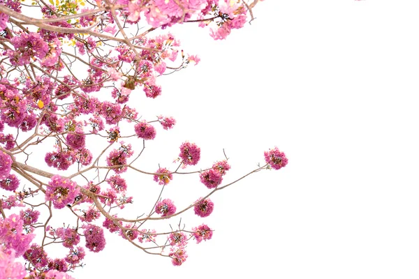 Růžový trubka strom kvetení — Stock fotografie
