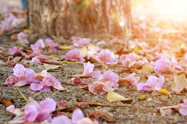 ピンクのトランペットの花、夏に乾燥した葉. — ストック写真