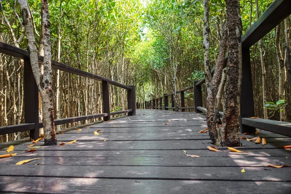 Sendero forestal de manglares en Tailandia . — Foto de Stock