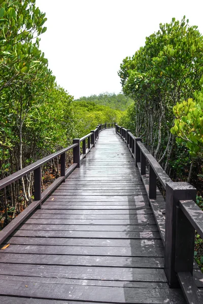 Sendero forestal de manglares en Tailandia . — Foto de Stock