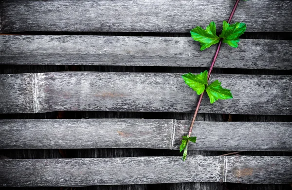 Creeper pe bambus — Fotografie, imagine de stoc