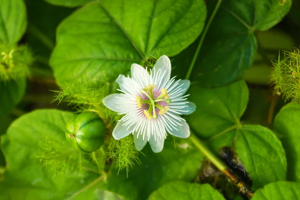 Fetid passionflower, Scarletfruit passionflower, Stinking passio — Stock Photo, Image