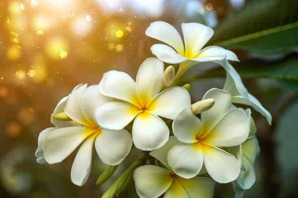 Frangipani bloem in de ochtend. — Stockfoto