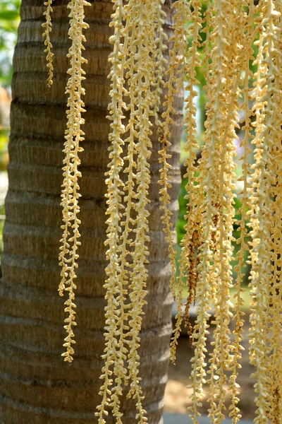 Close-up betel palm flowers. — Stock Photo, Image