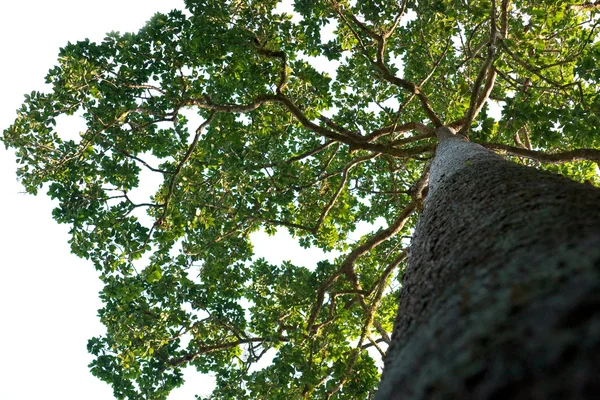 Grandes árboles en la selva tropical —  Fotos de Stock