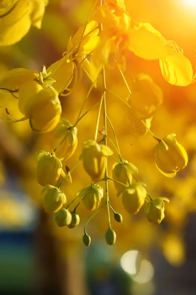 Cassia blomma i sommar — Stockfoto