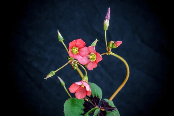Oxalis iron cross flower — Stock Photo, Image