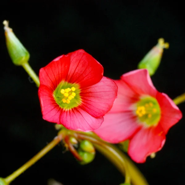 Oxalis iron cross flower — Stock Photo, Image