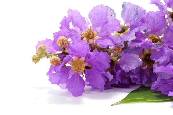 Fioletowy kolor królowej mirt kwiat na białym tle. — Zdjęcie stockowe