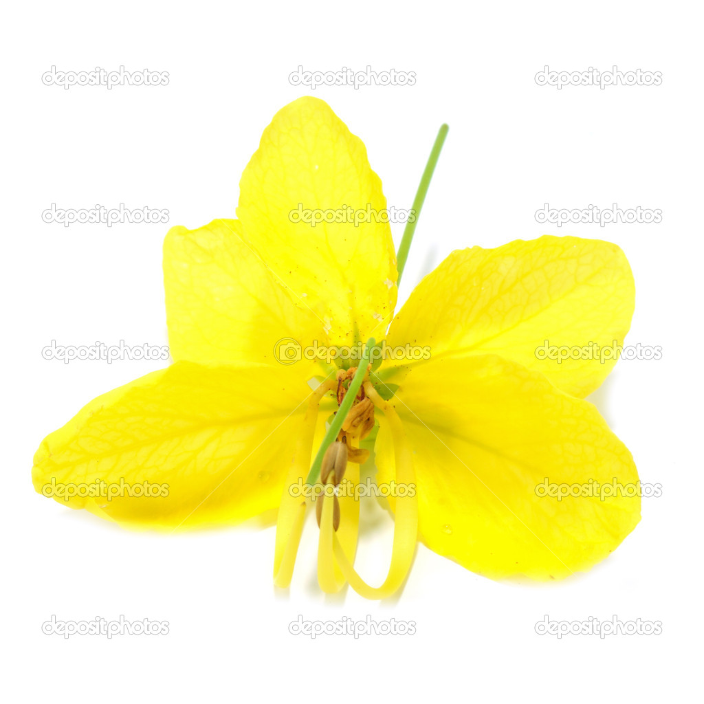 决明子花白色背景上 图库照片 C Noppharat Th 决明子花白色背景上 图库照片 C Noppharat Th