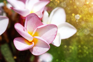pembe frangipani