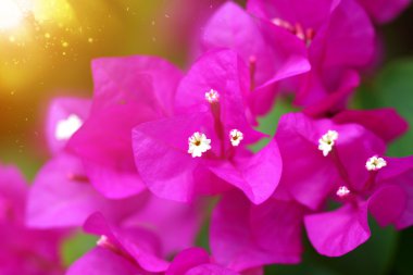 Pink of Bougainvillea flower. clipart