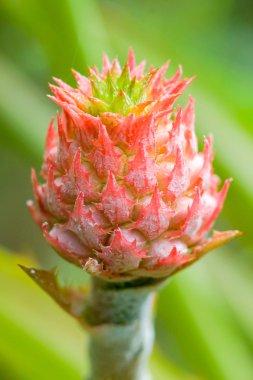 ananas çiçekleri yakın çekim