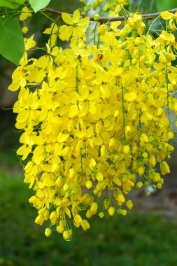 Cassia fistül çiçek