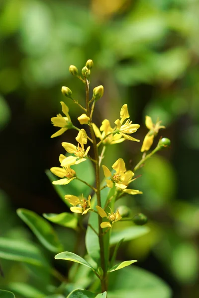 Yellow flowers of Thryallis glauca — Stock Photo, Image