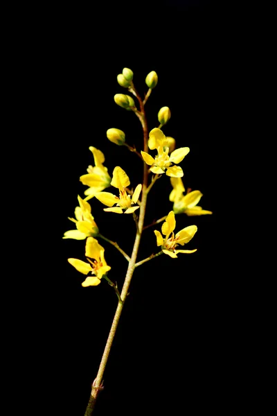 Fleurs jaunes de Thryallis glauca — Photo