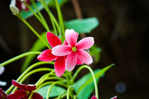 Ползучий цветок рангуна — стоковое фото